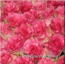 Rose Malibu
